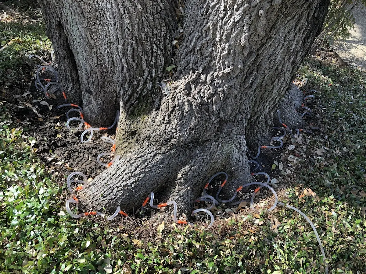 Detailed Tree Cabling and Bracing job site in Fairbanks