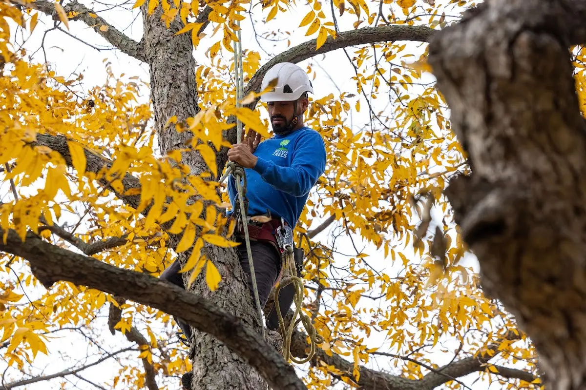 Skilled Tree Pruning crew working in Fairbanks